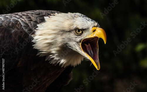 Bald eagle close up portrait. Threatening posture.