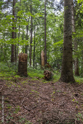 Big broken tree in mountain forest. A huge stump in a forest clearing. Felled old tree in the park. Nature process