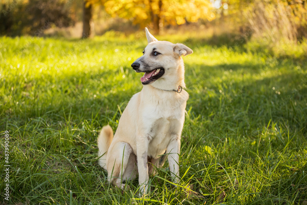 young happy dog with heterochromic eyes