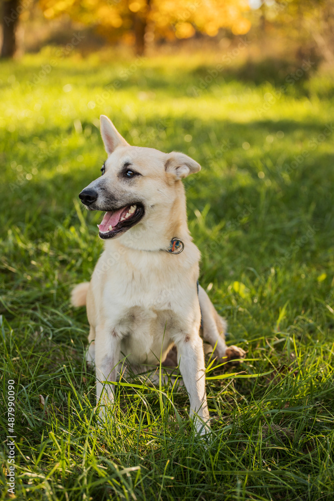 young happy dog with heterochromic eyes young happy dog with heterochromic eyes