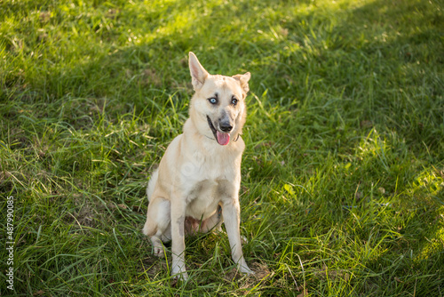 young happy dog with heterochromic eyes