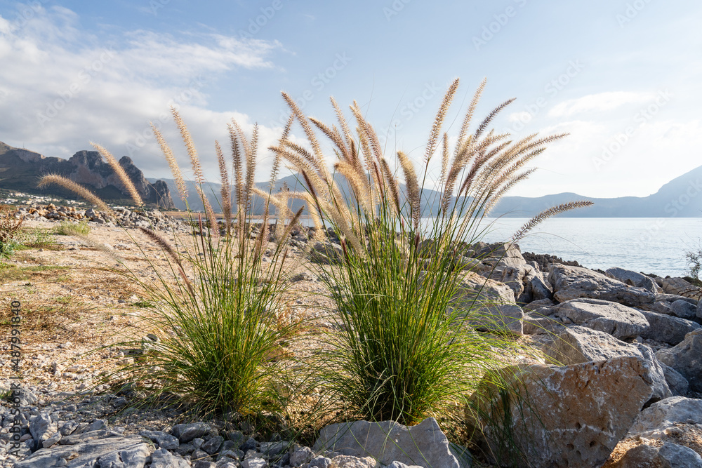 lampenputzergras auf felsigem Strand