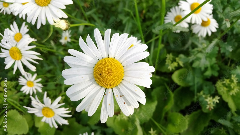 Obraz premium Flowers, nature, forest