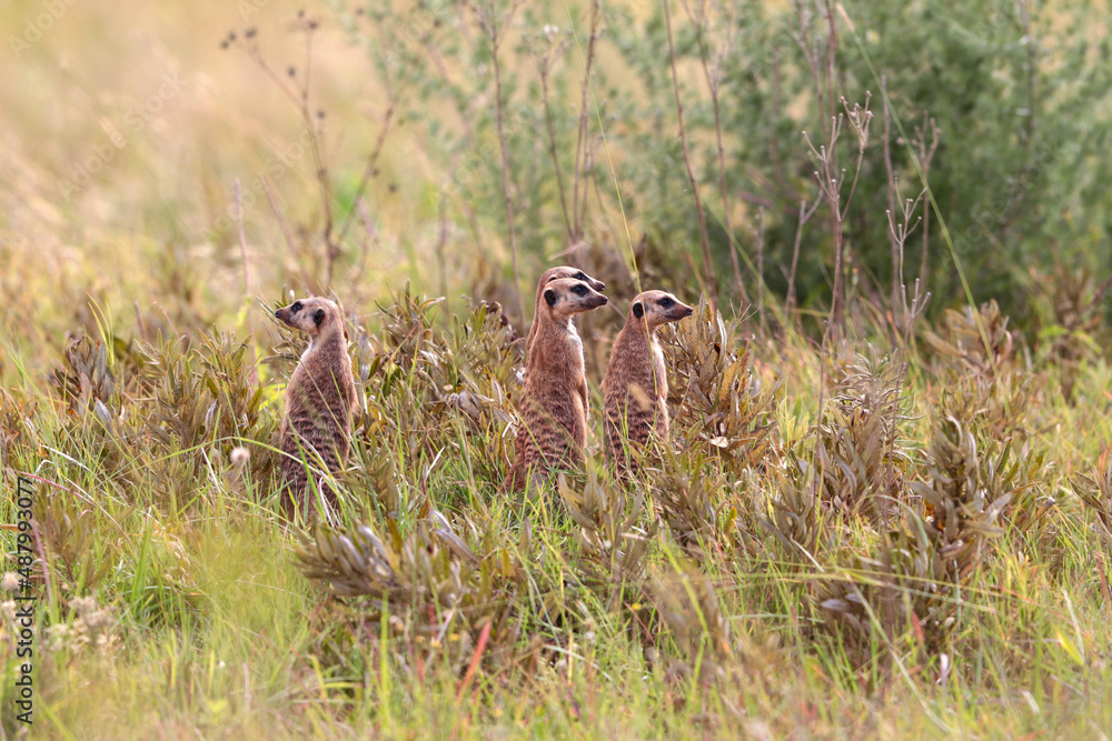 Meerkat, Addo Elephant National Park Meerkat, Addo Elephant National Park