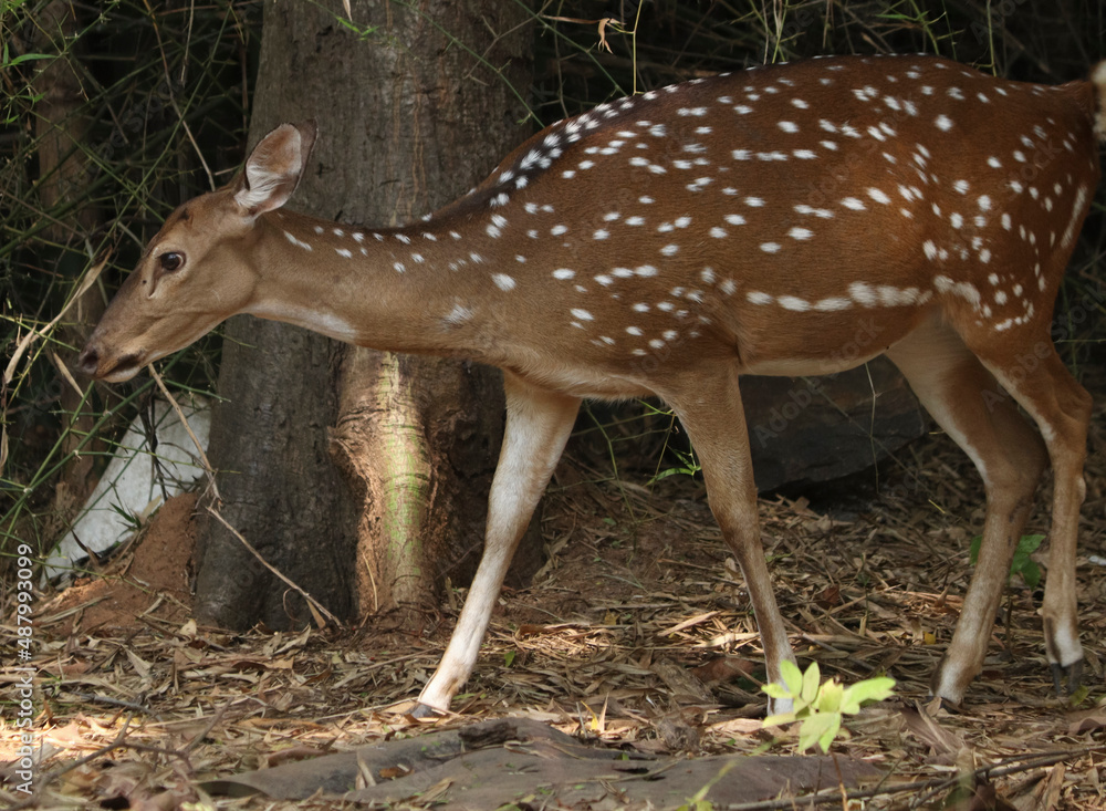 Chital Spotted Deer The chital also known as spotted deer. The point is the herd of deer Chital Spotted Deer The chital also known as spotted deer. The point is the herd of deer