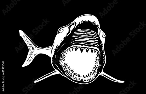 Great white shark with open mouth on black,vector megalodon element, underwater habitant