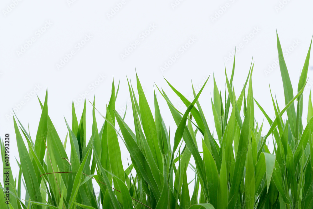 isolate green grass on white background,green field concept. isolate green grass on white background,green field concept.