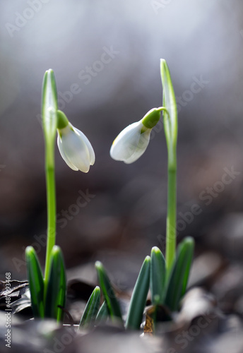 Delicate snowdrops bloomed in February