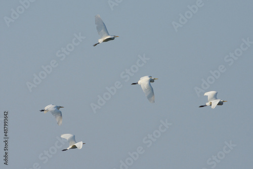 white egret bird flying migration when winter visitor season.