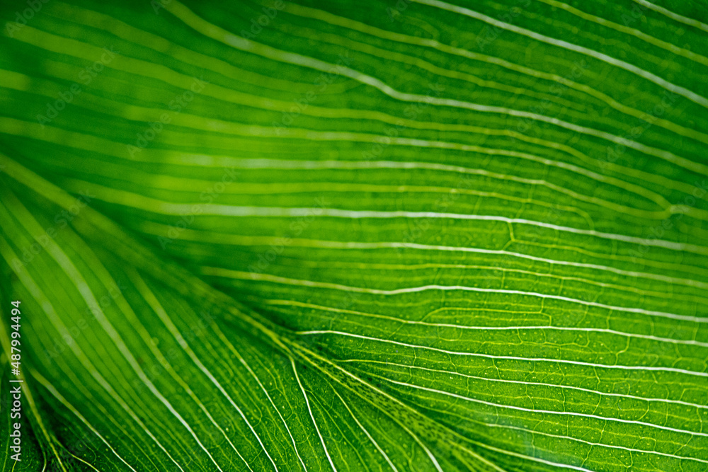Textura hoja Textura hoja