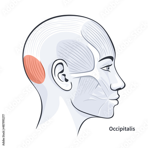 Occipitalis. Facial muscles of the female. Detailed bright anatomy isolated on a white background vector illustration photo