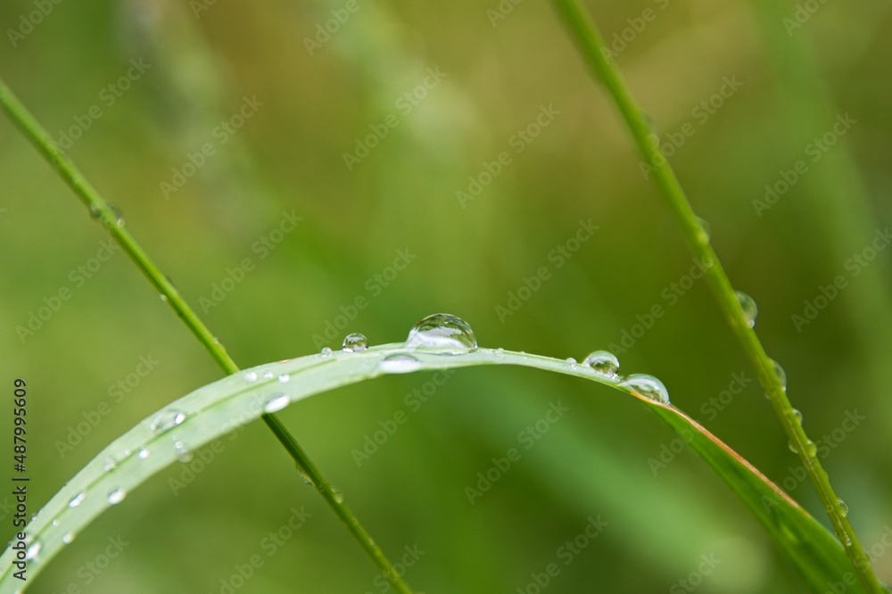water drops on grass water drops on grass