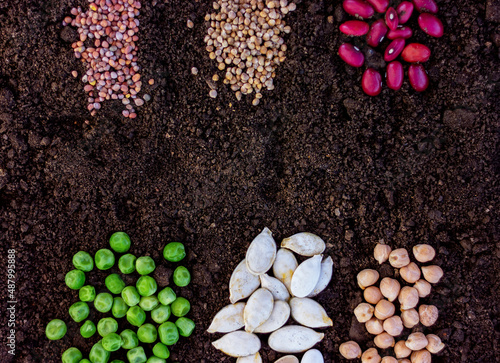 agricultural seeds close-up on the soil top view. concept of farming, gardening, planting organic natural products.