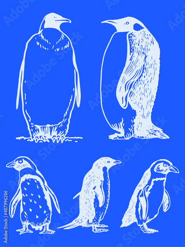 Vector set of white penguins on blue color background, penguins,graphics