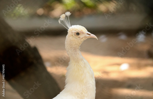 beautiful white peacock. with blur background