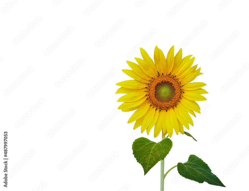 Fototapeta premium Isolated sunflower with clipping path on white background