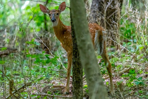 A white tailed deer (Odocoileus virginianus) fawn in a forest in Michigan, USA. © Kirk Hewlett