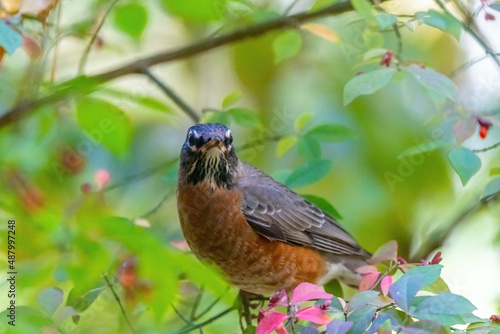 Close-up of an American Robin (Turdus migratorius) perched in a Burning Bush (Euonymus alatus).