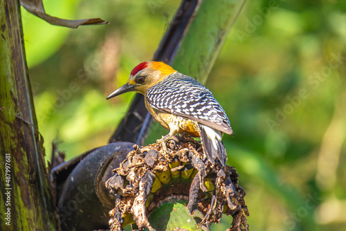 Exotic woodpecker, Hoffmann's woodpecker, Melanerpes hoffmannii in a banana tree in Central America, Costa Rica photo