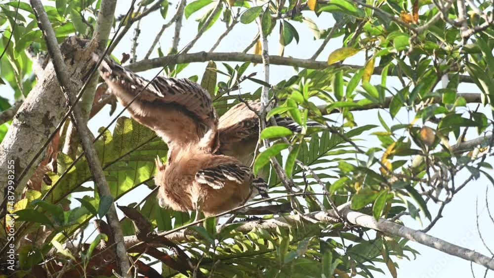 Buffy Fish Owl Ketupa ketupu, a fledgling trying to move towards its nest while struggling to balance and then play with its wings to practice flying, , Khao Yai National Park, Thailand. Buffy Fish Owl Ketupa ketupu, a fledgling trying to move towards its nest while struggling to balance and then play with its wings to practice flying, , Khao Yai National Park, Thailand.
