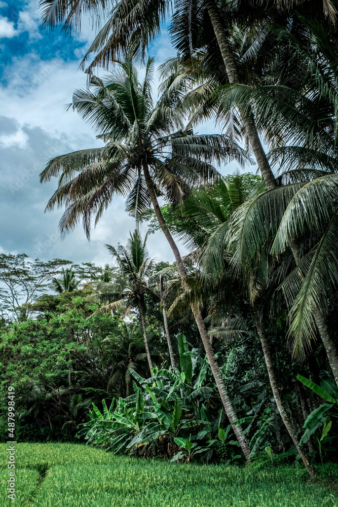 palm trees on the village palm trees on the village