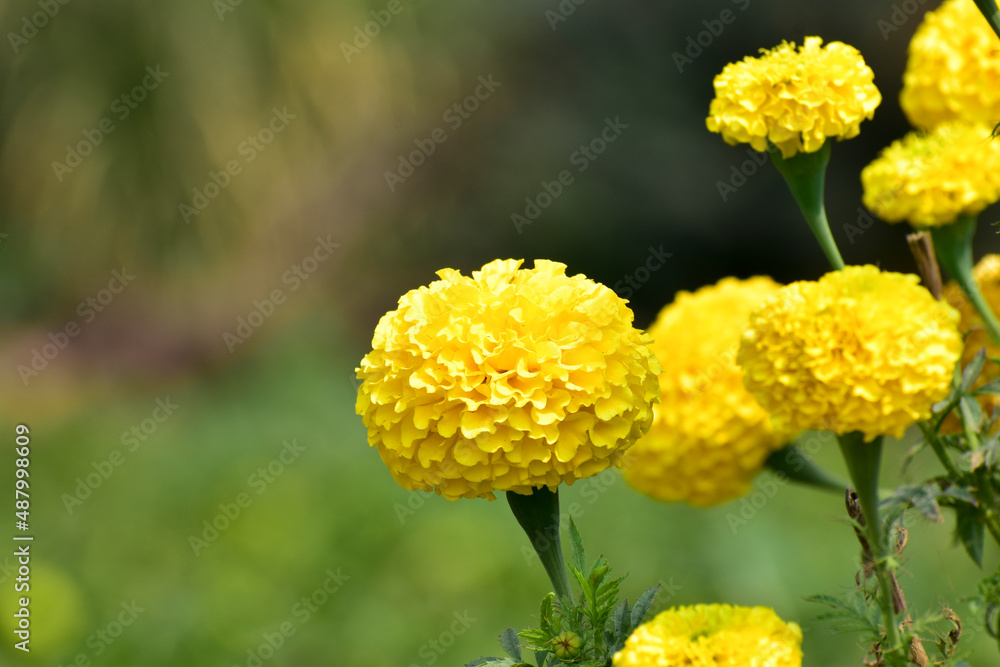 Yellow Marigold flower in the garden. Yellow Marigold flower in the garden.