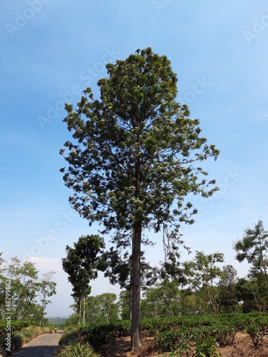 A Long Tree