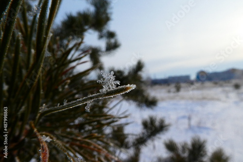 snowflake on the tree