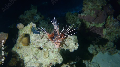 Clearfin lionfish swimming on tropical coral reef at night photo