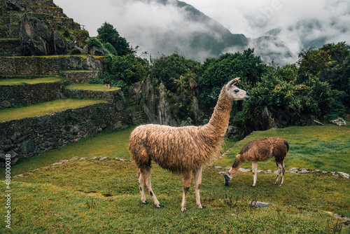 Canvastavla alpaca in the mountains. The site of machu picchu on a cloudy day