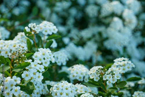 Background of little white flowers blooming bush. Spring blooming plants, white flowers on a green background.
