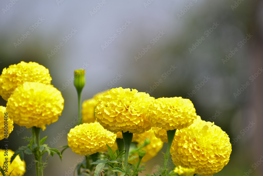 Yellow Marigold flower in the garden. Yellow Marigold flower in the garden.