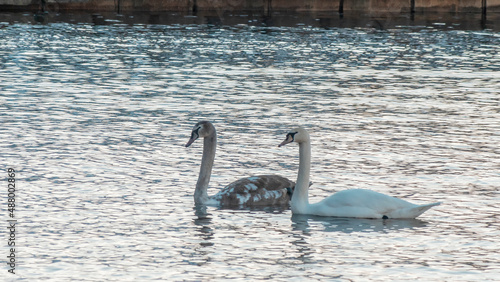 Close-up view of a pair of mute swans on winter city river at sunset. One swan is brown  the second is white.