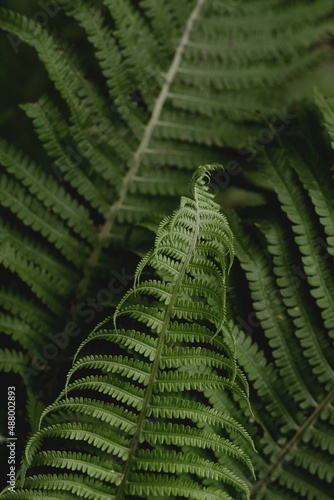 Beautiful ferns in the forest 