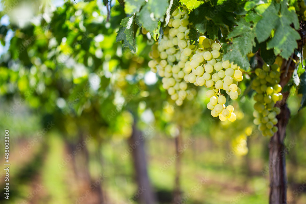 White grapes hanging from green vine with blurred vineyard background