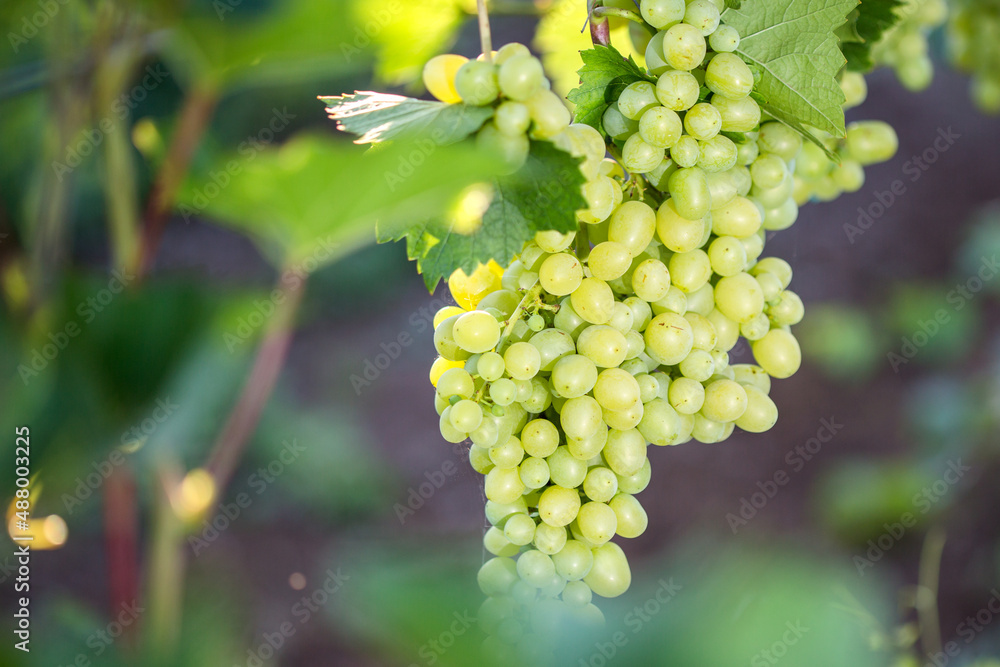 Large bunches of red wine grapes hang from an old vine in warm afternoon light. Large bunches of red wine grapes hang from an old vine in warm afternoon light.