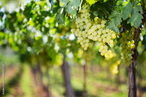 White grapes hanging from green vine with blurred vineyard background