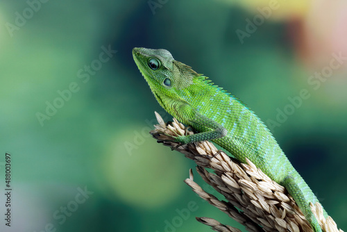 Jubata green lizard habitat in Indonesia