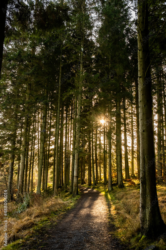 Fototapeta premium Kielder England: 11th January 2022: Warm sun shining through trees in beautiful Keilder Forrest. Stunning dramtic colours