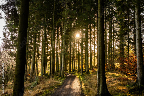 Kielder England  11th January 2022  Warm sun shining through trees in beautiful Kielder Forest. Stunning dramatic colours