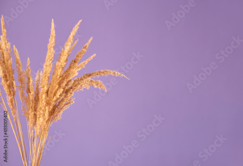 Dry branches of Pampas grass on violet background. trendy color. Copy space