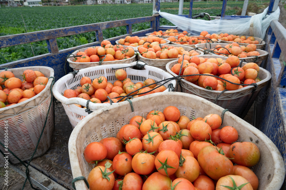 Ripe tomatoes in the basket, background picture Ripe tomatoes in the basket, background picture
