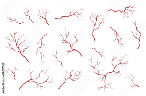 Human red veins, anatomy, blood veins, artery or capillary. Circulatory system blood vessels structure, isolated vector health aorta and vein of heart, capillary and arteriole of eyeball
