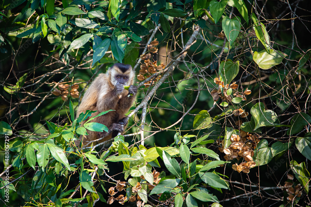 monkey in a tree monkey in a tree