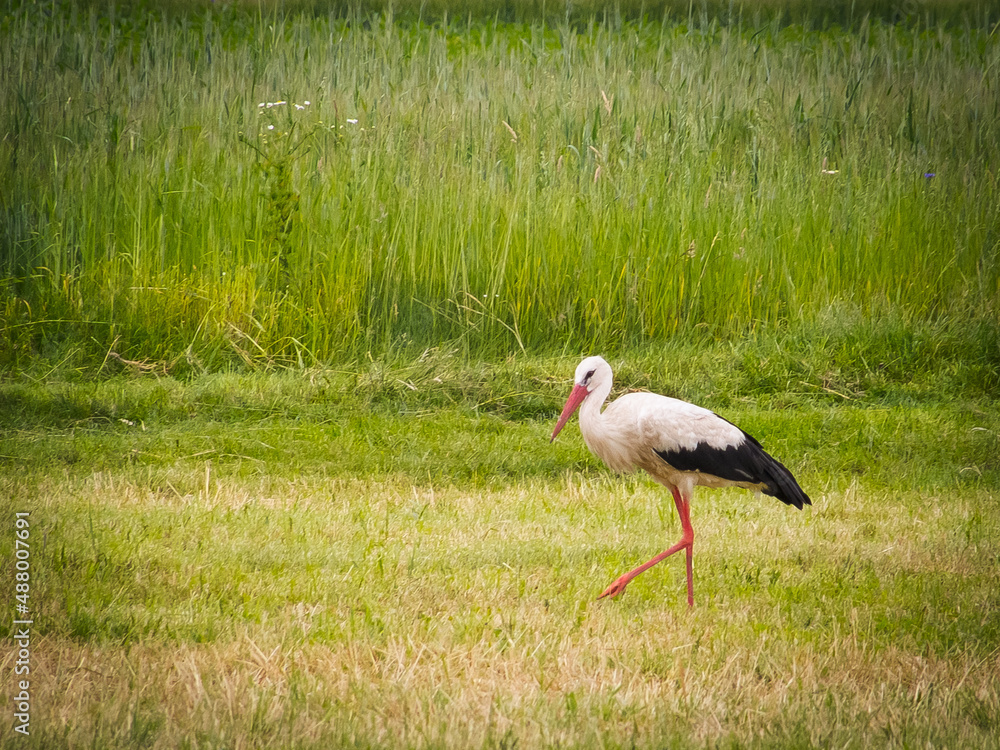White Stork (Ciconia ciconia) walking in a spring meadow.