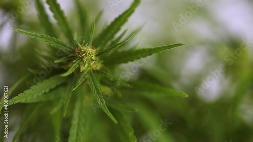 Close-up of cannabis plant. Growing marijuana, hemp ganja herbs plant, cannabis for medical, CBD THC therapeutic effects for medical purpose