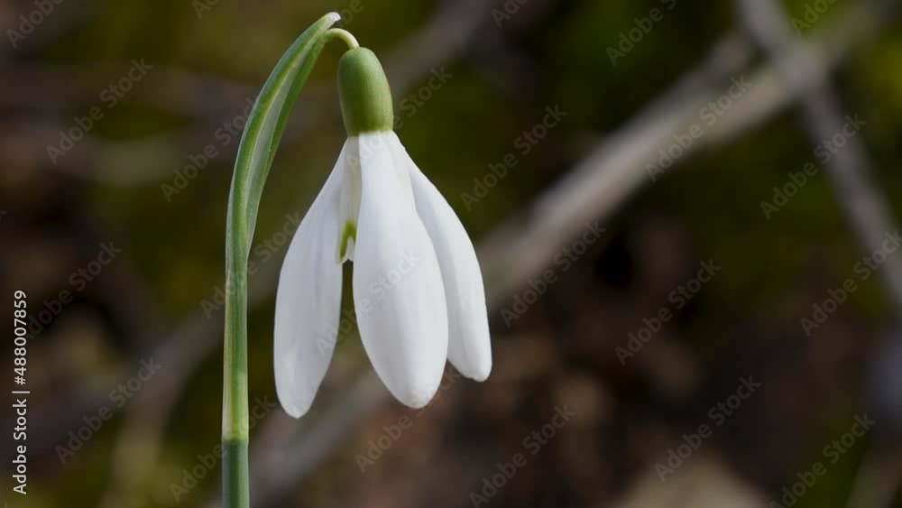 Group of wild flower snowdrop swings in breeze in woodland Group of wild flower snowdrop swings in breeze in woodland