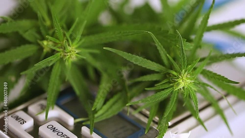 Cannabis and scales close up, drug deal, weighed on the scales, medical cannabis
