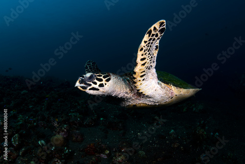 Hawksbill Turtle - Eretmochelys imbricata swims along coral reefs. Underwater world of Bali, Indonesia.