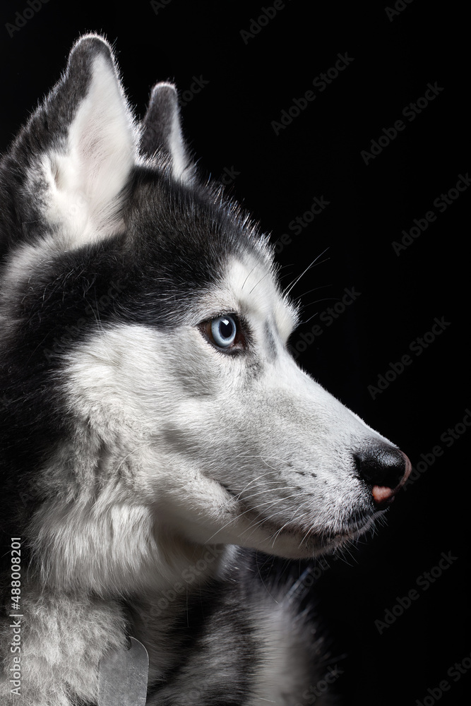 Beautiful Siberian Husky dog with blue eyes, posing in studio on dark background, side view